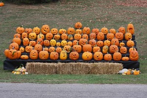 Carved pumpkins on display with hay bails in front